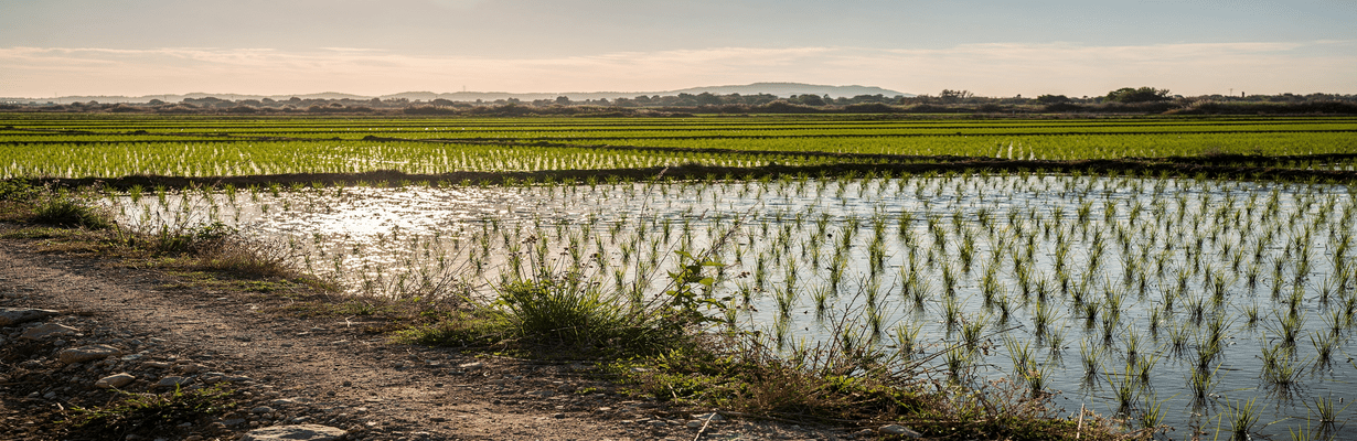 Delta de l&rsquo;Ebre