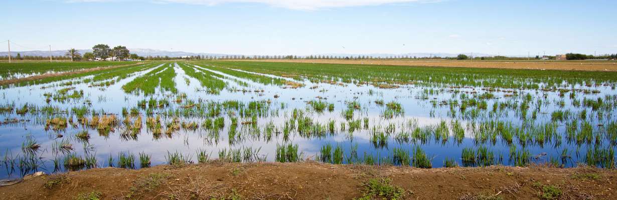 Delta de l’Ebre