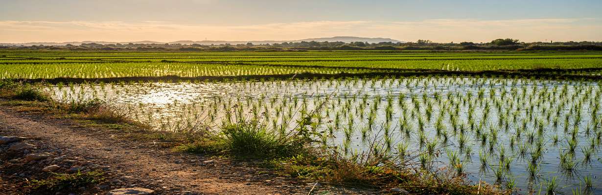 Delta de l&rsquo;Ebre